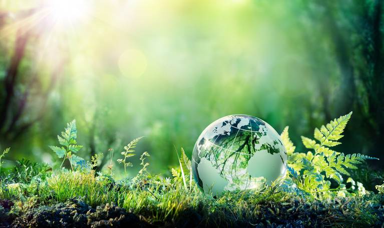 Globe On Moss In Forest – Environment Concept Globe On Moss In Forest - Environment Concept